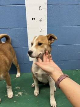 Rescue Carolina Dog and Mixed Breed Dogs for Adoption in Seneca, South Carolina - Taz | PetCurious