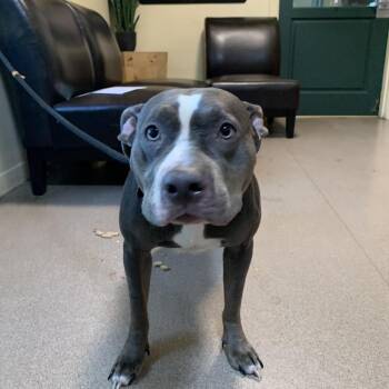 Blue -  Pit Bull Terrier Dog for Adoption in Pasadena, California - Blue | PetCurious