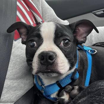 Boston Terrier Dogs Available for Adoption - Waffles - Pending | PetCurious
