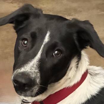 Cliff -  Australian Cattle Dog Blue Heeler Dog for Adoption in Noble, Oklahoma - Cliff | PetCurious