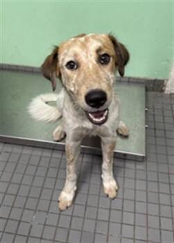 HAWAII -  Australian Cattle Dog Blue Heeler Dog for Adoption in Killeen, Texas - HAWAII | PetCurious