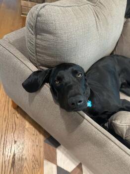 Willie -  Hound Dog for Adoption in Columbus, Ohio - Willie | PetCurious