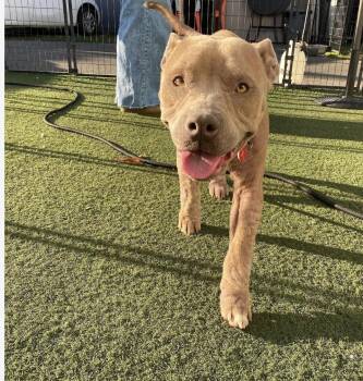 Rescue Mixed Breed Dogs for Adoption in Los Angeles, California - Rose | PetCurious