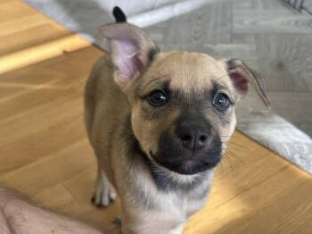 BANJO -  Shepherd Dog for Adoption in Broomfield, Colorado - BANJO | PetCurious