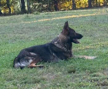 Karma -  German Shepherd Dog Dog for Adoption in Roswell, Georgia - Karma | PetCurious