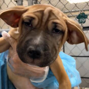 Bullseye -  Shar Pei Dog for Adoption in Reno, Nevada - Bullseye | PetCurious