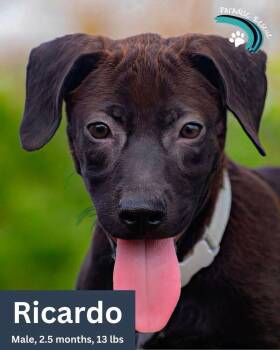 Ricardo -  Labrador Retriever Dog for Adoption in Deltona, Florida - Ricardo | PetCurious