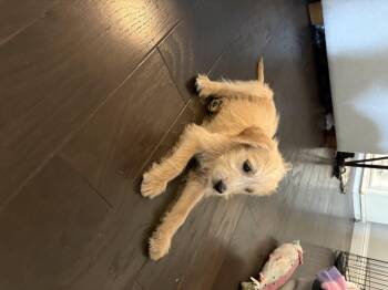 Dorito And Frito -  Goldendoodle and Poodle Dog for Adoption in Garland, Texas - Dorito And Frito | PetCurious