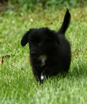Marvin -  Chihuahua Dog for Adoption in Mechanicsburg, Pennsylvania - Marvin | PetCurious