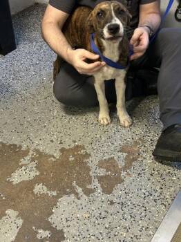 Pan -  Pit Bull Terrier and Mixed Breed Dog for Adoption in Mobile, Alabama - Pan | PetCurious