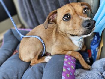 Rescue Chiweenie Dogs for Adoption in Manhattan Beach, California - Rocky Rock | PetCurious