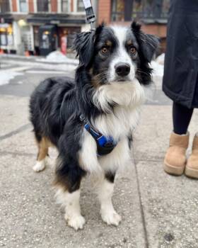 Australian Shepherd Dogs Available for Adoption - Great Barrier Reef | PetCurious