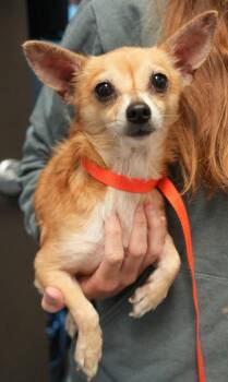Scooby -  Chihuahua and Mixed Breed Dog for Adoption in Bowling Green, Kentucky - Scooby | PetCurious