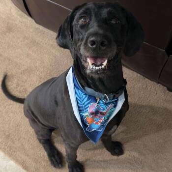 LUNA -  Labradoodle and Irish Wolfhound Dog for Adoption in Weatherford, Texas - LUNA | PetCurious