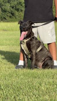 Rescue Shepherd Dogs for Adoption in Liverpool, Texas - Paris | PetCurious