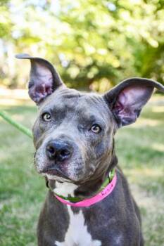 Rosie -  Pit Bull Terrier and Mixed Breed Dog for Adoption in Yakima, Washington - Rosie | PetCurious