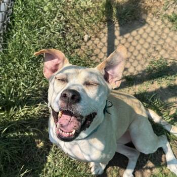 Honey -  Terrier Dog for Adoption in Peconic, New York - Honey | PetCurious