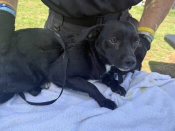 GEORGE -  Chihuahua and Mixed Breed Dog for Adoption in Rowlett, Texas - GEORGE | PetCurious