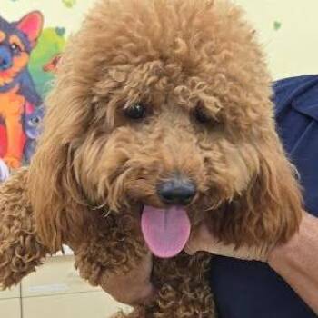 SVAS-Stray-38841 -  Poodle Dog for Adoption in Lyndhurst, Virginia - SVAS-Stray-38841 | PetCurious