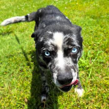 Minnie -  Pomeranian Dog for Adoption in Michigan City, Indiana - Minnie | PetCurious