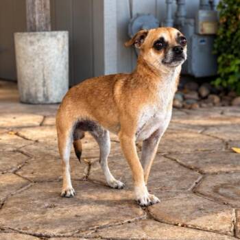 Big Mac -  Chihuahua and Mixed Breed Dog for Adoption in Lathrop, California - Big Mac | PetCurious