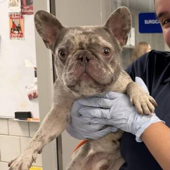 Milo ~ Coming Soon!!! -  French Bulldog Dog for Adoption in Chicago, Illinois - Milo ~ Coming Soon!!! | PetCurious