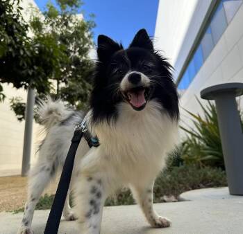 Rescue Pomeranian Dogs for Adoption in Placentia, California - Peyton | PetCurious