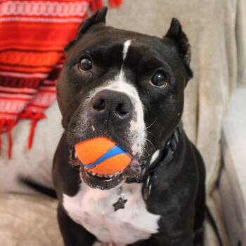 American Staffordshire Terrier Dogs Available for Adoption in Hollywood, Florida - Roko | PetCurious