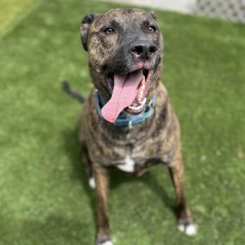 Terrier Dogs Available for Adoption in Warren, Ohio - Finn | PetCurious