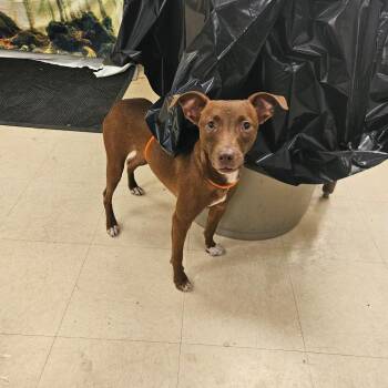 SCFL-Stray-67024_2 -  Mixed Breed Dog for Adoption in Lake Panasoffkee, Florida - SCFL-Stray-67024_2 | PetCurious