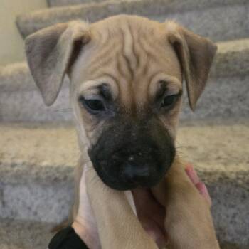 Rescue Dutch Shepherd and Mixed Breed Dogs for Adoption in Phoenix, Arizona - Zak | PetCurious