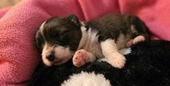 Cooper -  Shih Tzu Dog for Adoption in Escondido, California - Cooper | PetCurious
