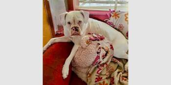 Boxer Dogs Available for Adoption in Hewitt, Texas - Snow II | PetCurious