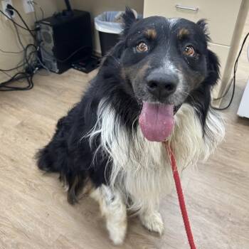SVAS-Stray-38763 -  Australian Shepherd Dog for Adoption in Lyndhurst, Virginia - SVAS-Stray-38763 | PetCurious