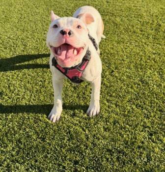 American Staffordshire Terrier and Mixed Breed Dogs Available for Adoption - Churro | PetCurious