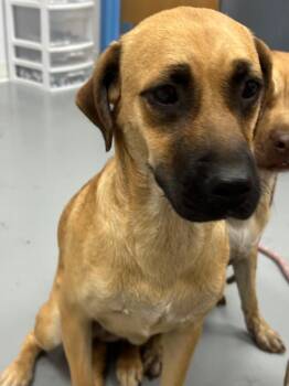 Shyla -  Belgian Shepherd Malinois and Shepherd Dog for Adoption in Hartsville, South Carolina - Shyla | PetCurious