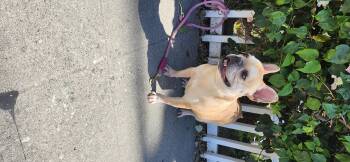 Zena -  French Bulldog Dog for Adoption in Torrance, California - Zena | PetCurious