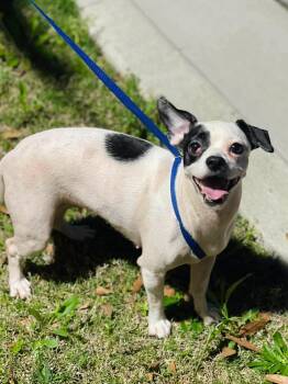 Chihuahua Dogs Available for Adoption - CHARMAINE  | PetCurious