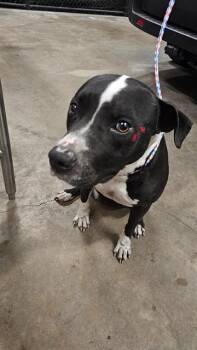 Pit Bull Terrier Dogs Available for Adoption in Dallas, Texas - BRUISER | PetCurious