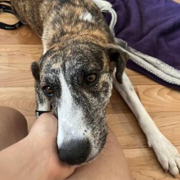 Kittery -  Mixed Breed Dog for Adoption in New York, New York - Kittery | PetCurious
