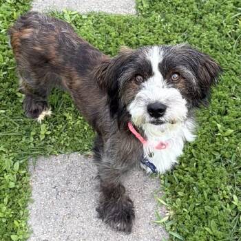 Shih Tzu and Poodle Dogs Available for Adoption - Rodeo | PetCurious