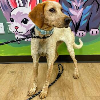 Pixie -  Hound Dog for Adoption in Lyndhurst, Virginia - Pixie | PetCurious