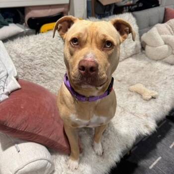 Debbie Hairy -  Mixed Breed Dog for Adoption in Chicago, Illinois - Debbie Hairy | PetCurious