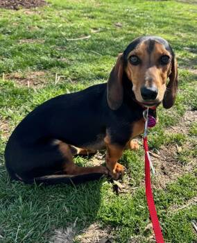 Dachshund and Beagle Dogs Available for Adoption - Peanut | PetCurious