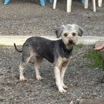 Rescue Yorkshire Terrier Dogs for Adoption in Sonoma, California - Delilah | PetCurious