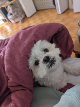 Mixed Breed Dogs Available for Adoption - Elvis | PetCurious