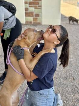 Duchess* -  Pit Bull Terrier and Mixed Breed Dog for Adoption in El Paso, Texas - Duchess* | PetCurious