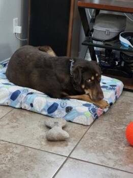 MOCHI -  Labrador Retriever and Mixed Breed Dog Available for Adoption in El Paso, Texas - MOCHI | PetCurious