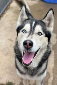 Leblanc -  Husky Dog for Adoption in Chicago, Illinois - Leblanc | PetCurious