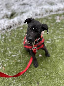 Mixed Breed Dogs Available for Adoption - Pinot | PetCurious